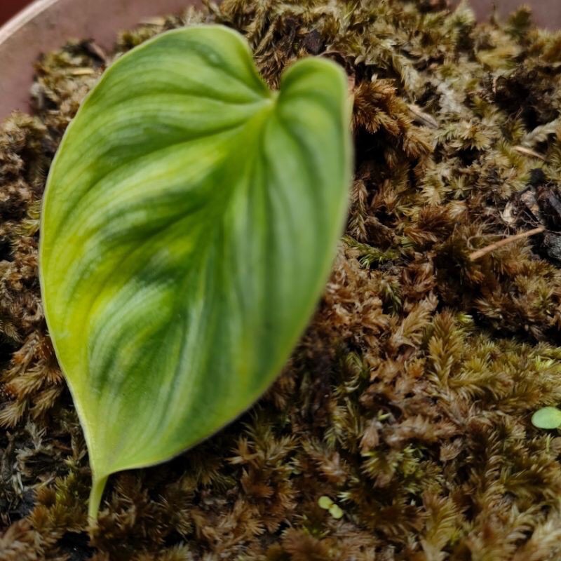 Tamaman Hias Philodendron Plowmanii | Philo Plowmani