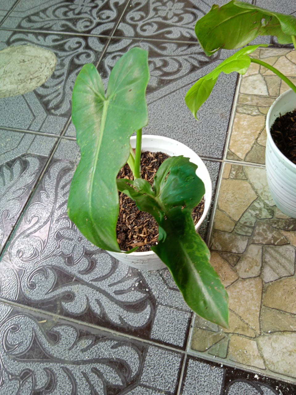 Benih /bibitan Tanaman Hias Philodendron Dragon