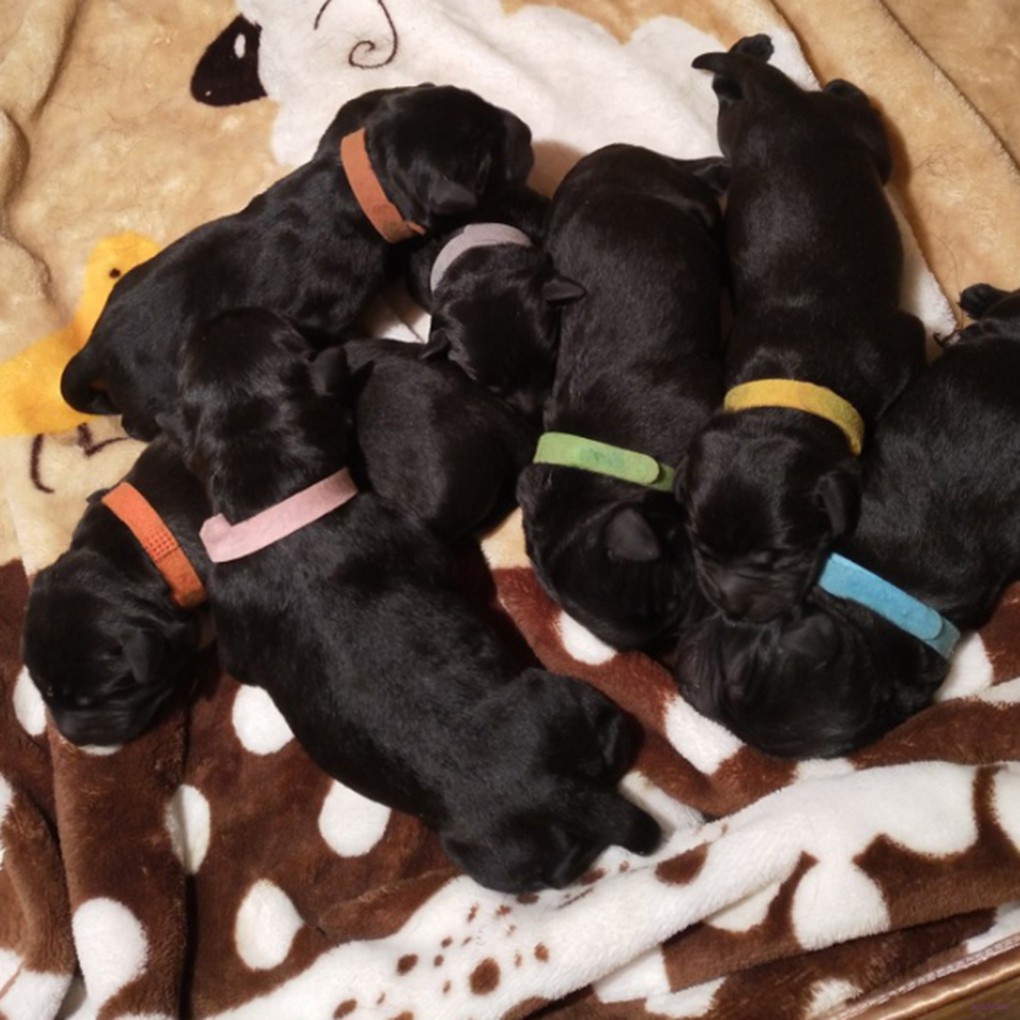 5 / 12 / 15 Warna Kalung Identifikasi Bahan Kain Lembut Dapat Disesuaikan Ukuran 10x230mm Untuk Anjing Newborn