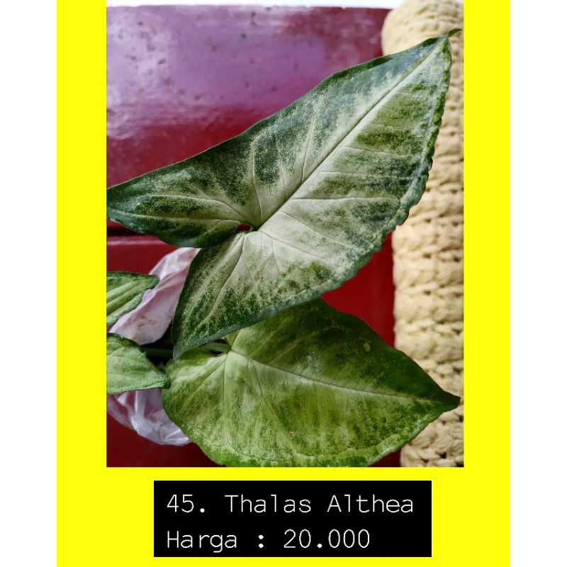 Thalas Althea