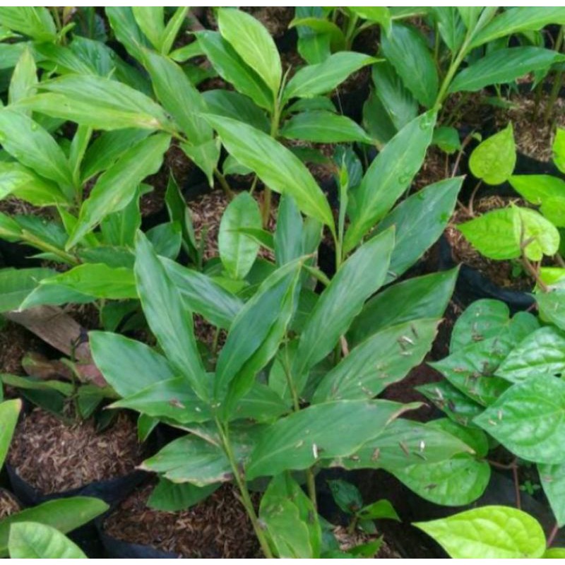 tanaman herbal onje / kecombrang