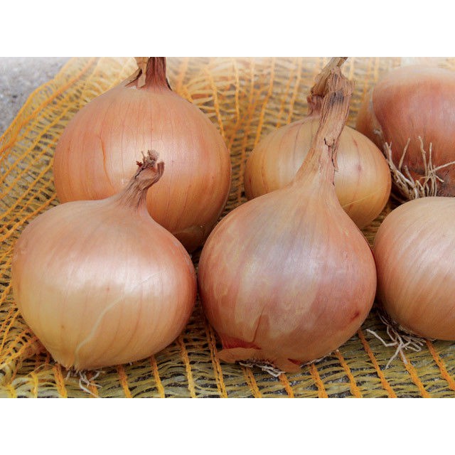 Onion Sturon 50 Biji (Benih Biji Bibit Tanaman Sayur Sayuran)