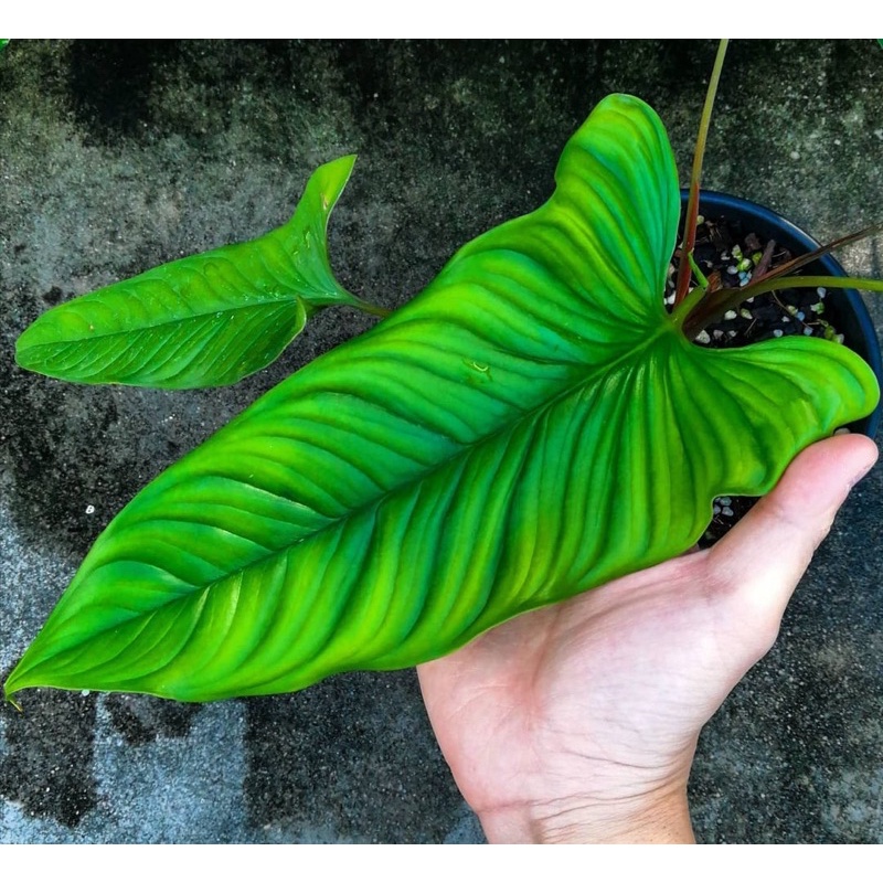 homalomena Sp borneo