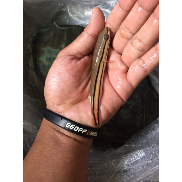 gabus toman hijau size 10 cm
