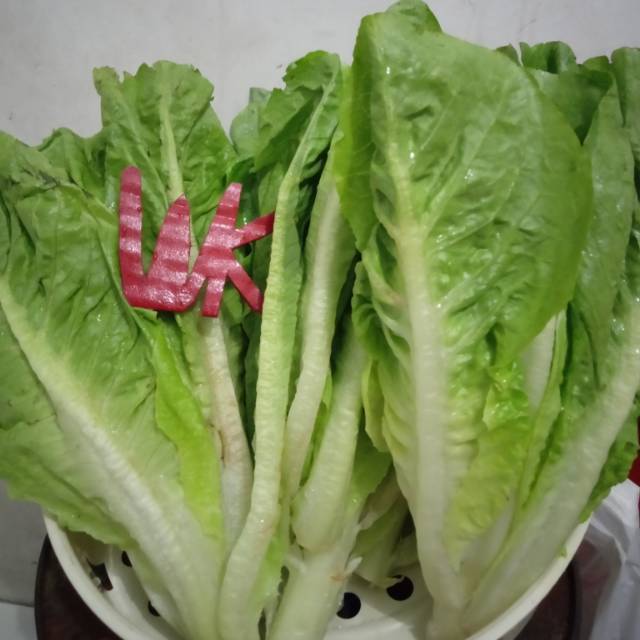 

Lettuce Romaine