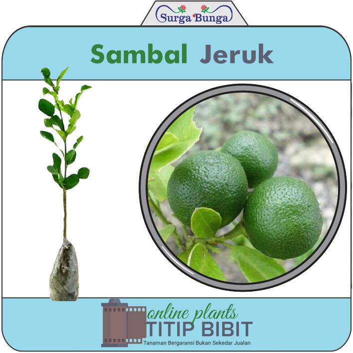 jeruk sambal bibit tanaman buah tambulampot