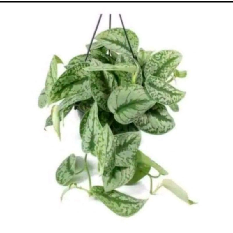 Scindapsus //tanaman hias scindapsus bisa COD