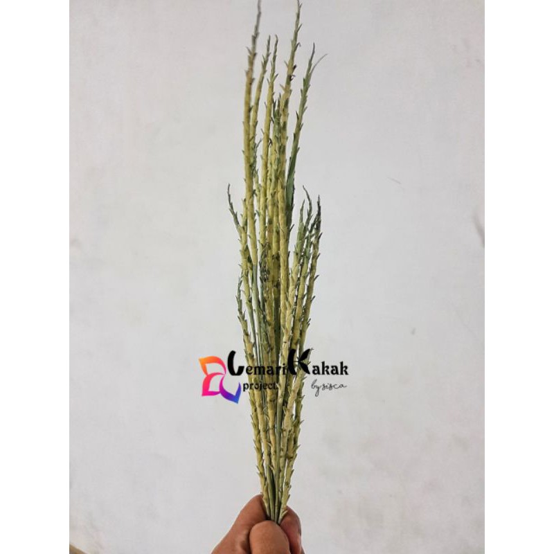 Bunga/Rumput Kering Paku