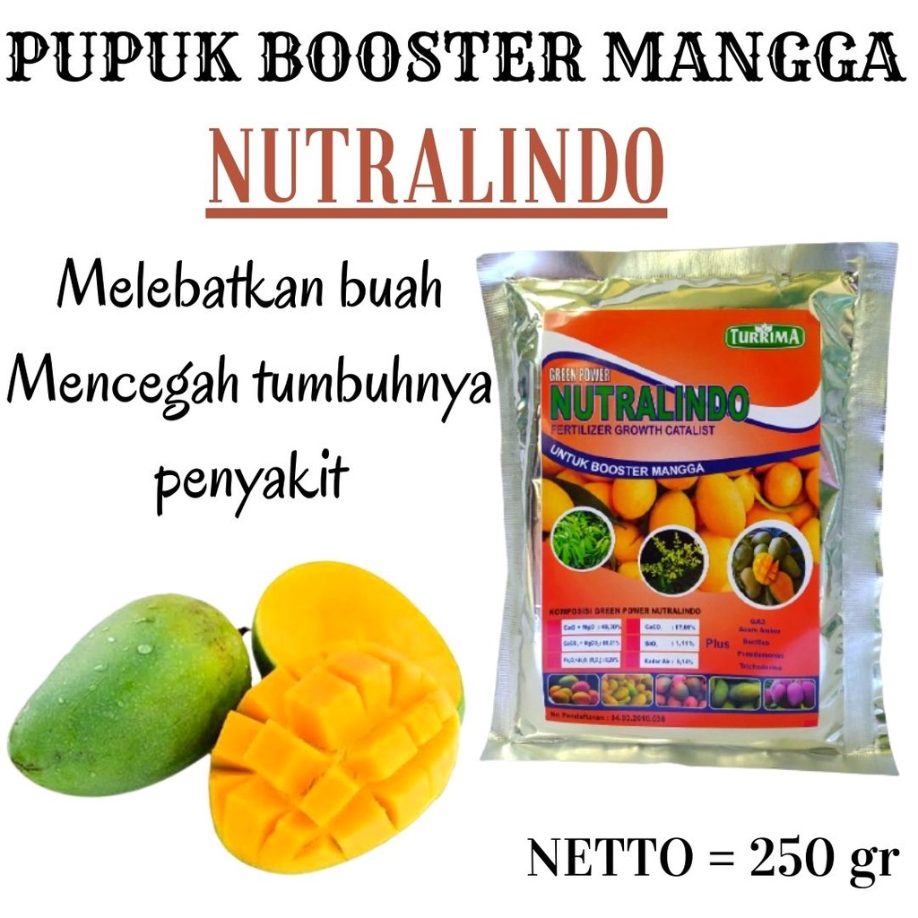 Pupuk Mangga Agar Cepat Berbuah, Pupuk Perangsang Buah Pohon Mangga