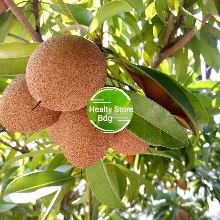 

Buah sawo muda pentil buah sawo segar 500 gram