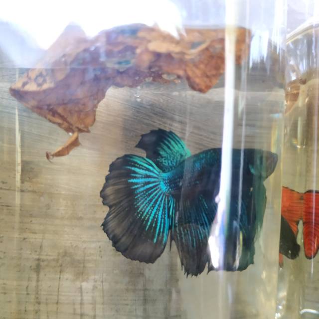 Ikan cupang halfmoon