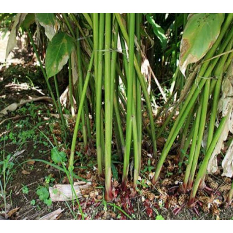 bibit benih kapulaga