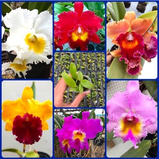 Tanaman hias anggrek  Cattleya  seedling Shopee Indonesia