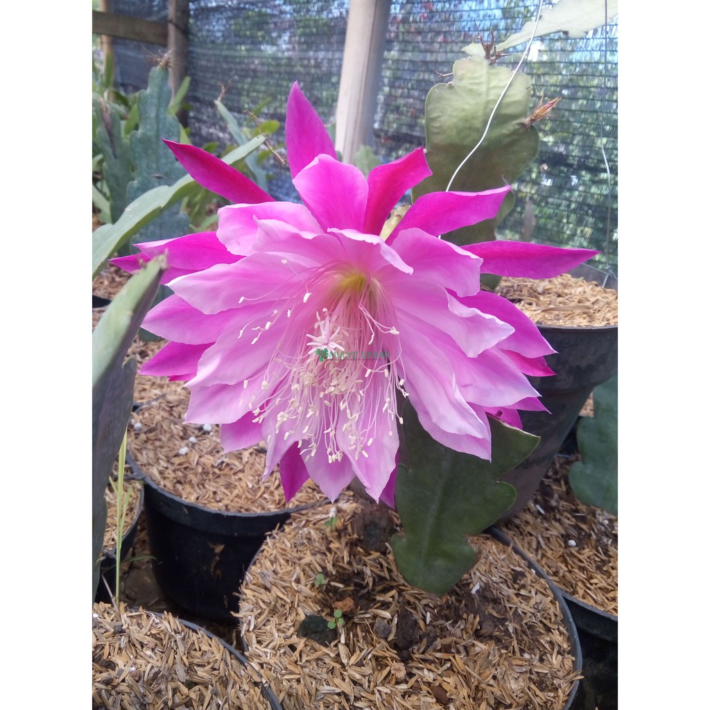 tanaman hias wijaya kusuma - bibit dewasa - Bibit bunga besar Epiphyllum (berakar)