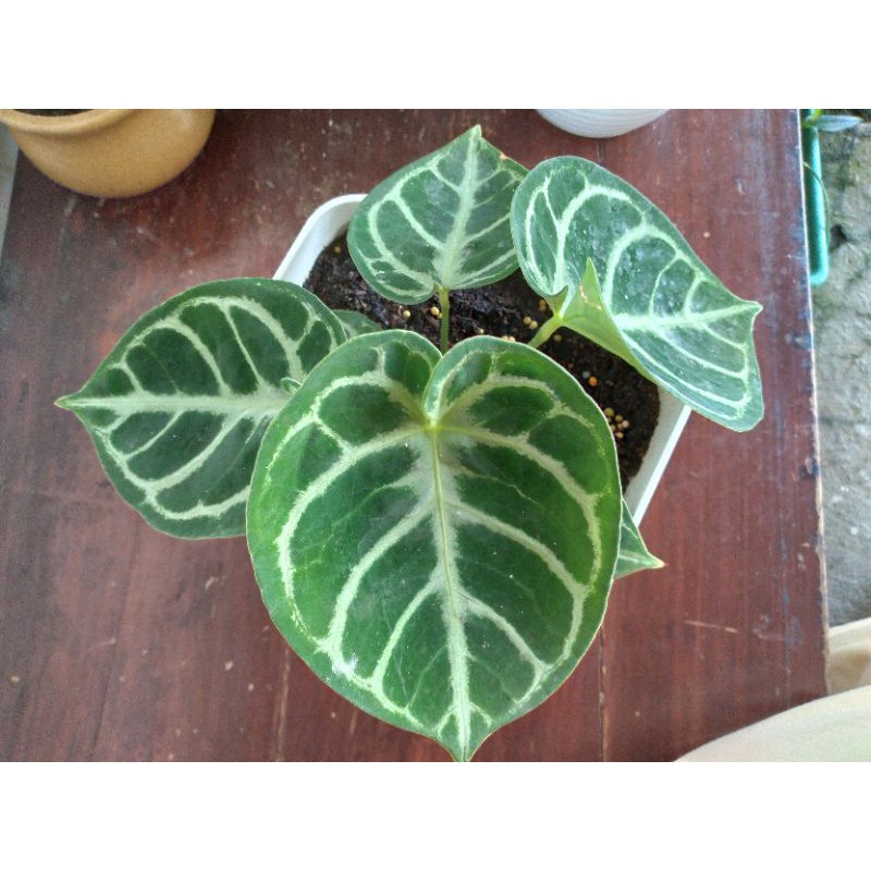 Kuping gajah Dorayaki Ori 100% sesuai Foto