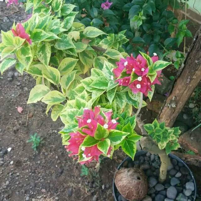 

Bibit singapur frigara merah