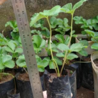 Jual Pohon Strawberry Stroberi Jumbo Tanaman Stroberi Jumbo | Shopee ...