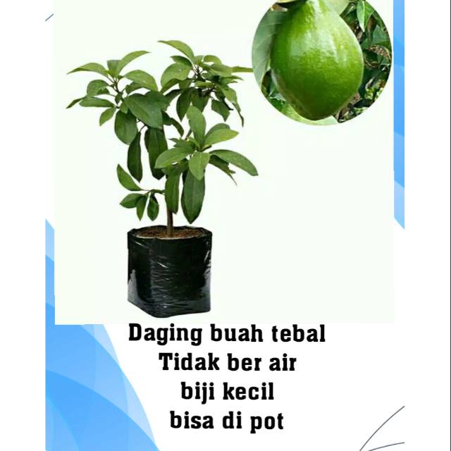 Bibit alpukat mentega jumbo/bibit alpukat mentega/bibit Alpokat mentega/bibit apokat