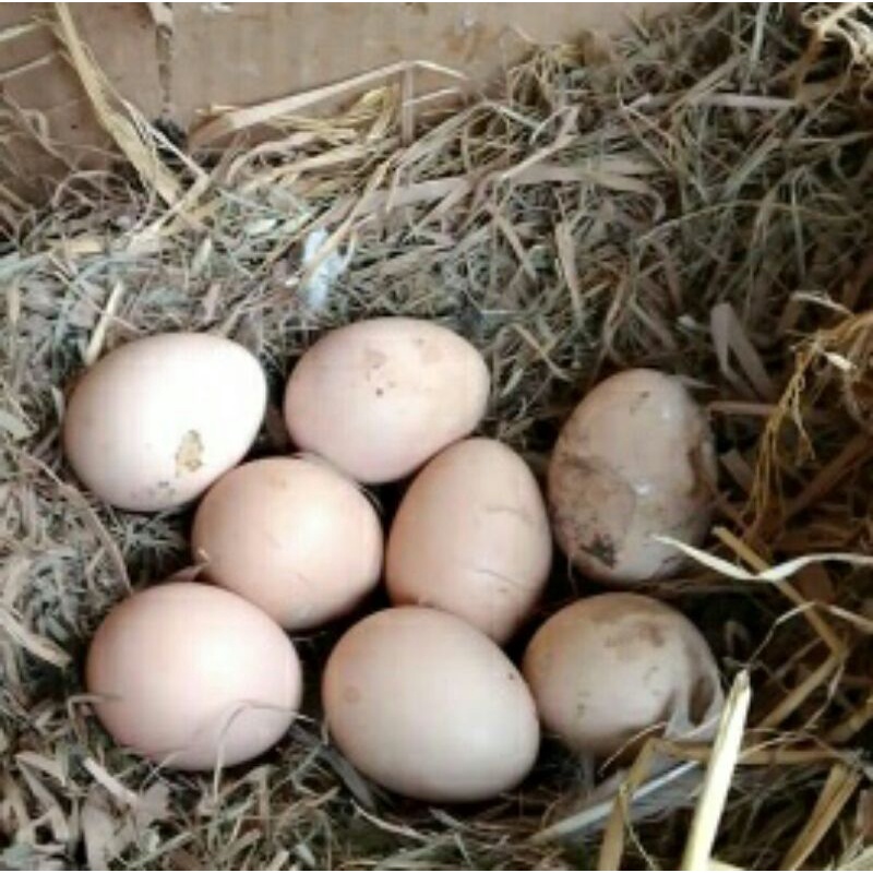 Telor Tetas Fertil Ayam Trah Plucker White Dragon Ori