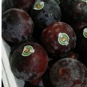 

Buah plum fresh 1 kg