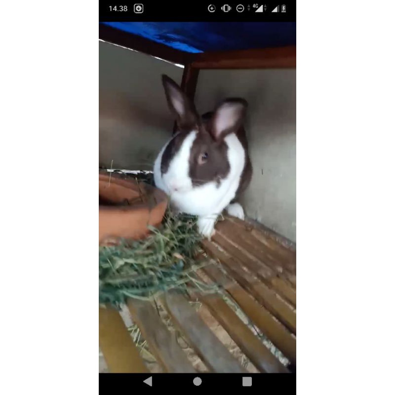 kelinci dutch indukan sip