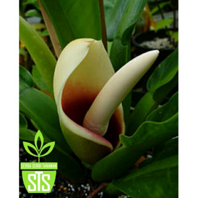 Giant Philodendron giganteum