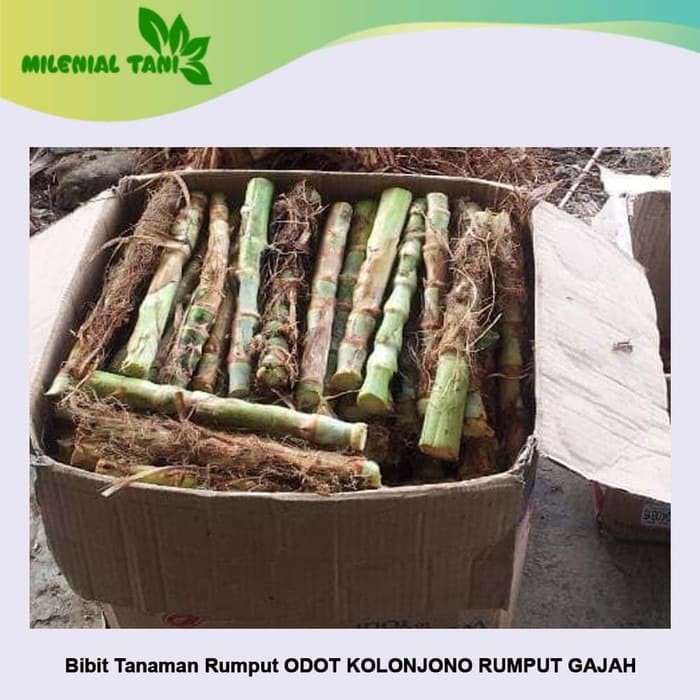 Benih Bibit Rumput Odot Bibit Rumput Pakan Ternak Sapi Kambing 10 kg
