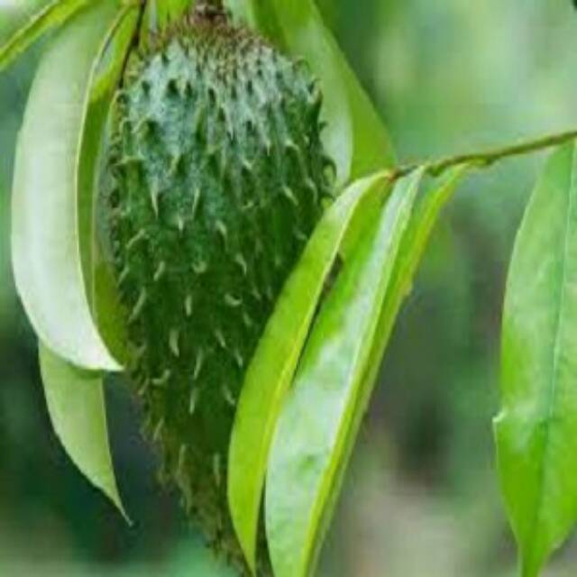 

Daun Sirsak Kering 1kg