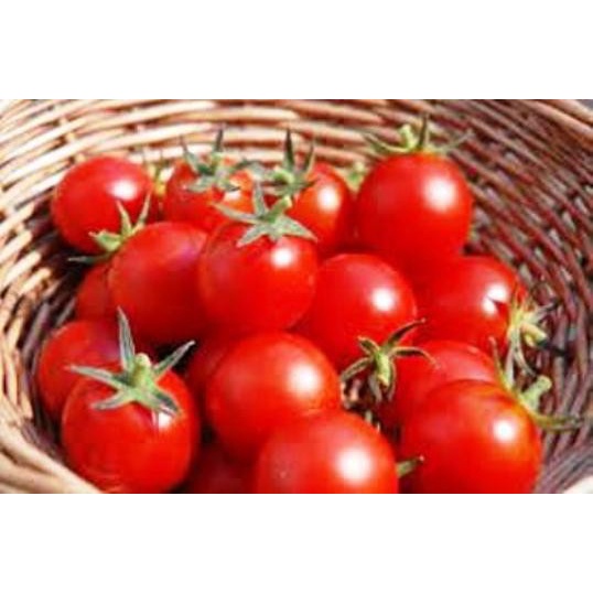 

TOMAT CHERRY MERAH Hidroponik 1 KG