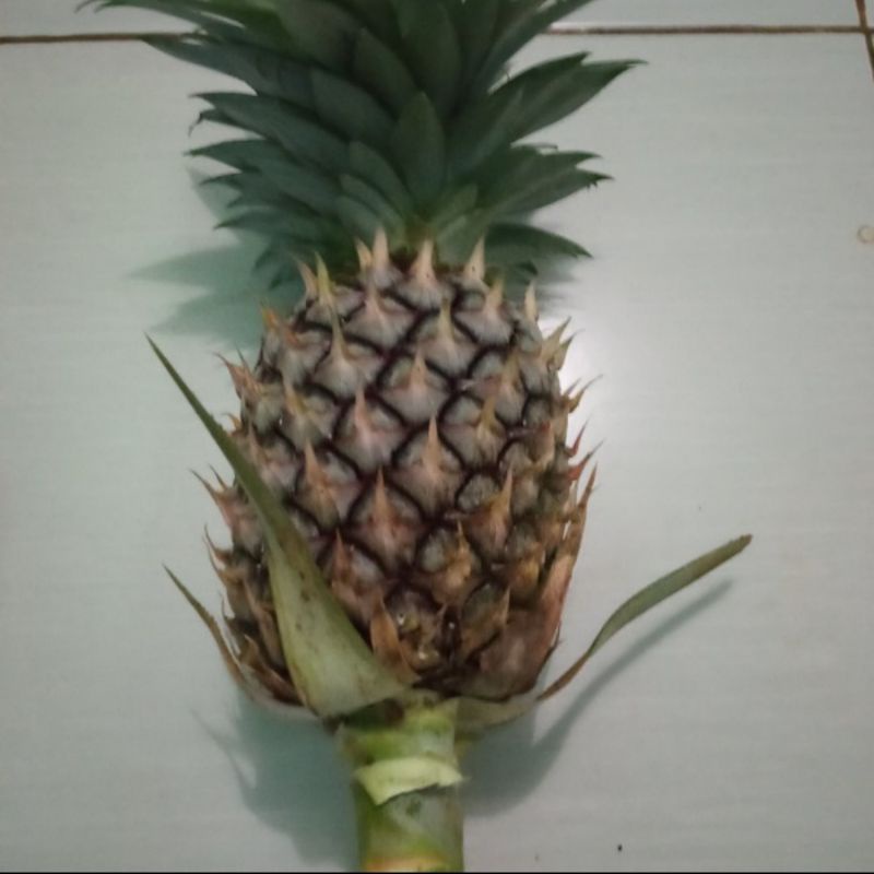 

nanas muda
