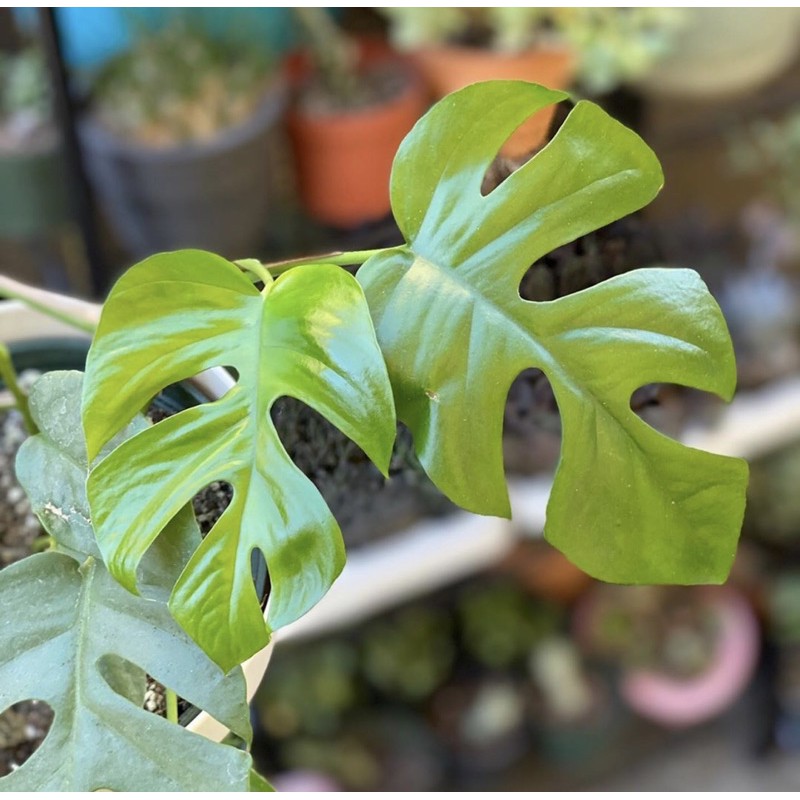 Akira Bonggol Rhapidopora Tetrasperma Asli Bonggol Monstera Shopee Indonesia