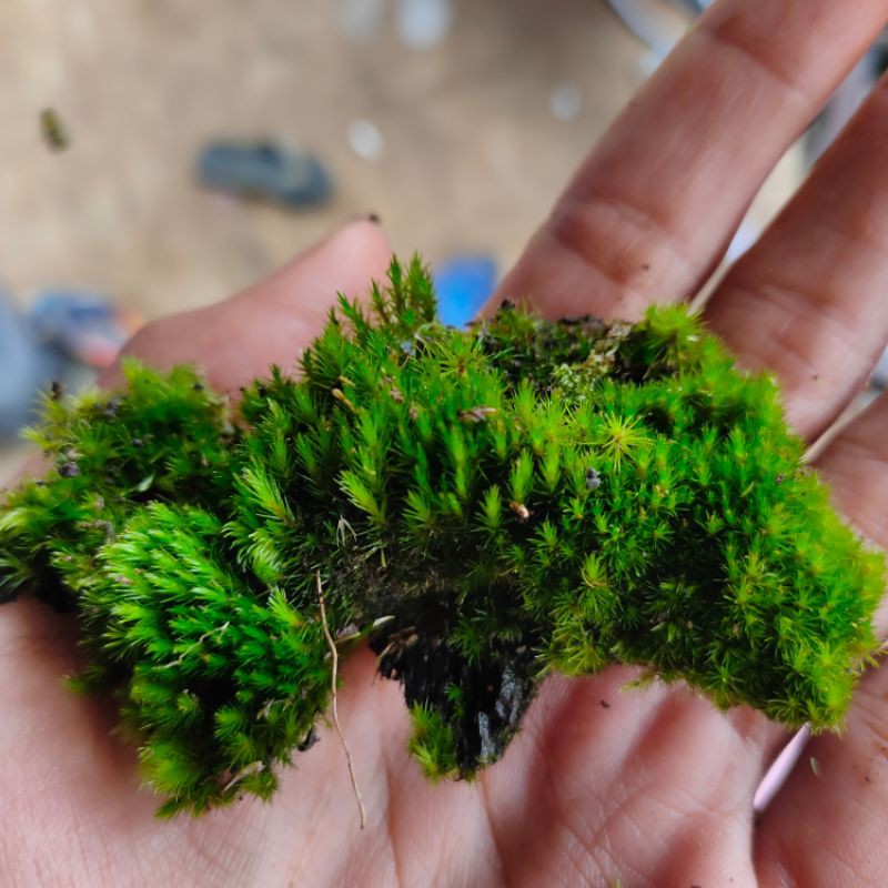 start Moss mini paludarium