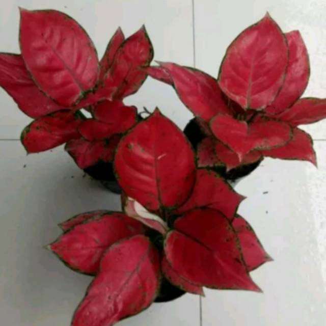 Bibit Bunga Aglonema