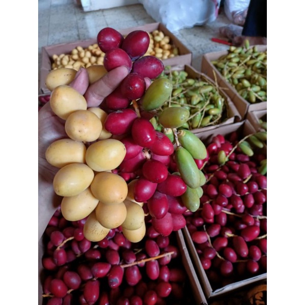 

kurma muda 560 gram