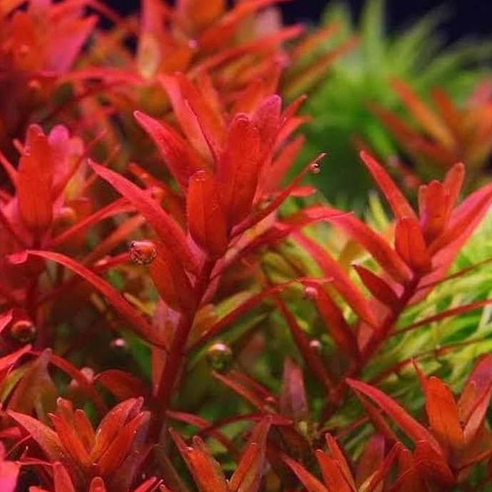 rotala blood red original tanaman aquascape