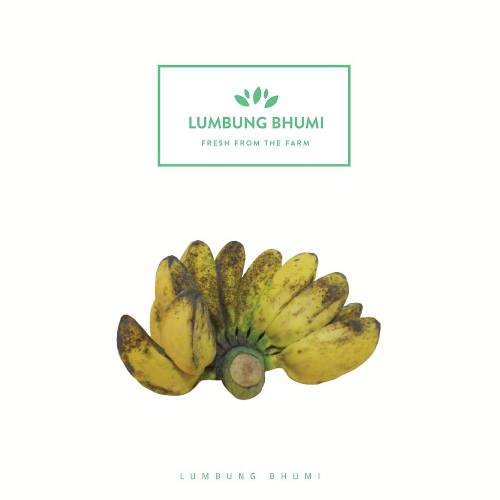

Lumbung Bhumi - Pisang Kepok Putih 1 Pcs ( Buah Curah )