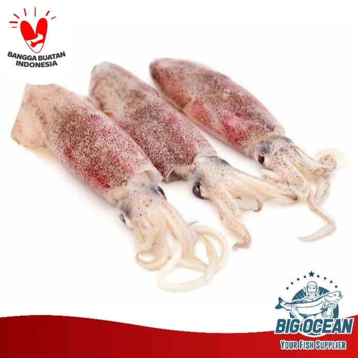 

Cumi Segar ukuran medium +-15cm @1kg