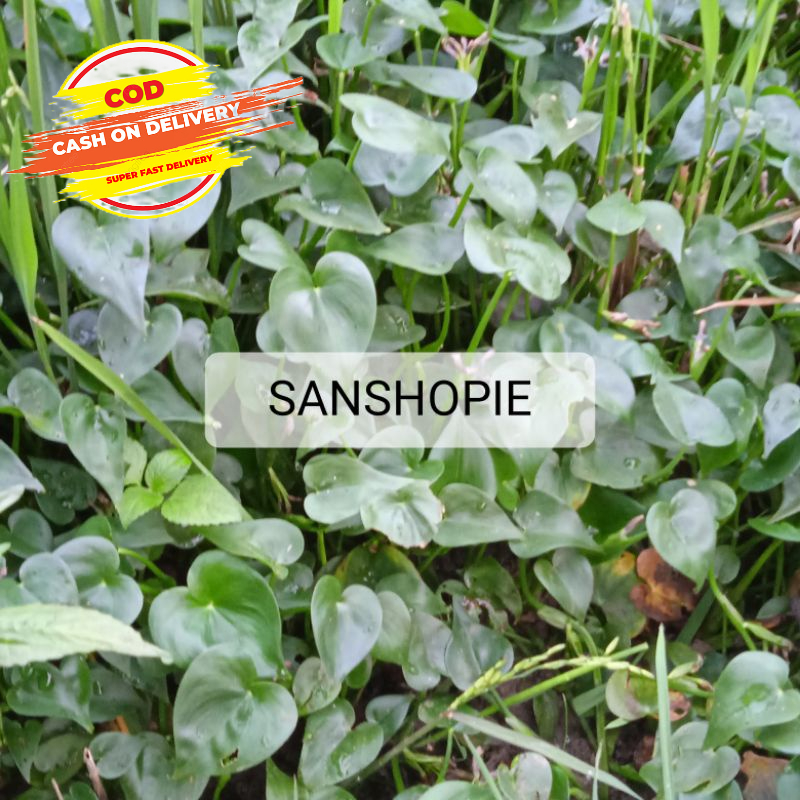 

Daun Eceng Sawah Segar Untuk Lalapan 1 Kg