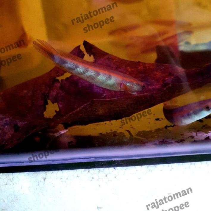 Barito Super Red Grade A 8-10 cm ,,