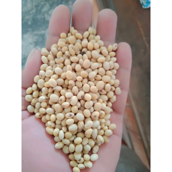 

Kacang Kedelai 1kg premium
