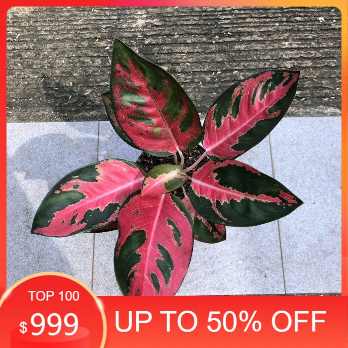 Bonggol Aglonema Kochin Hello Kitty Petani Aglonema