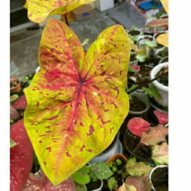 anakan keladi import caladium sparkley