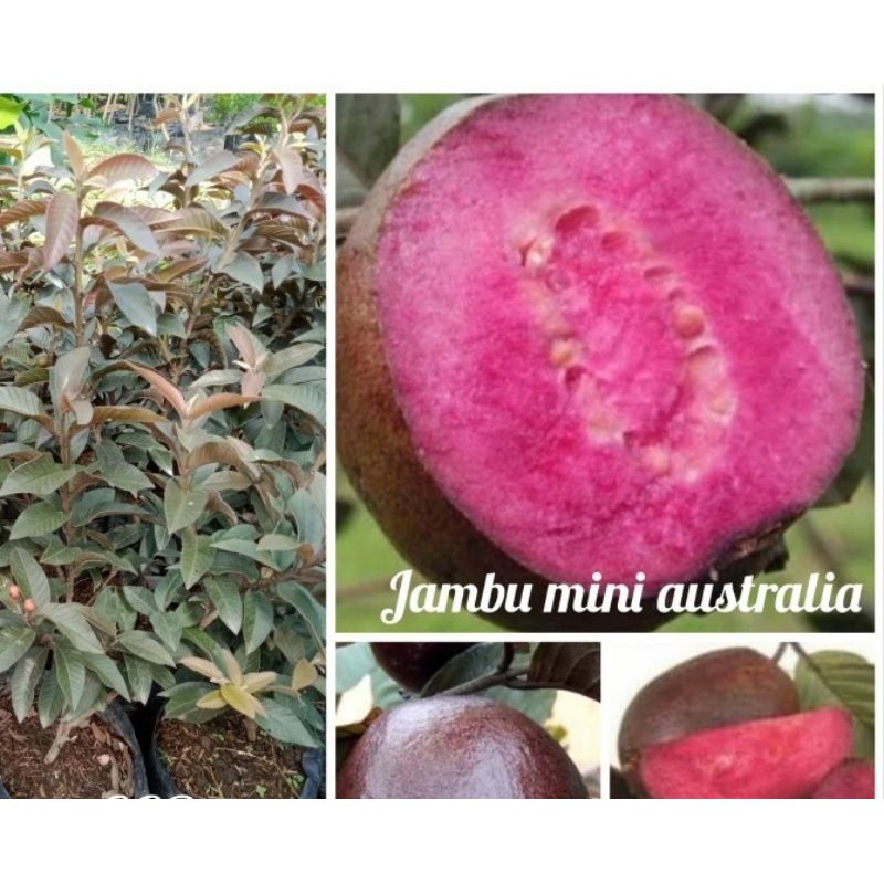jambu australia mini bibit jambu biji australia mini genjah kualitas unggul