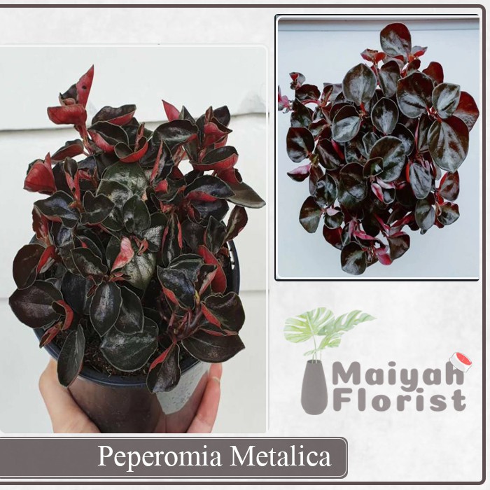 Peperomia Metalica Colombiana - Tanaman Hias