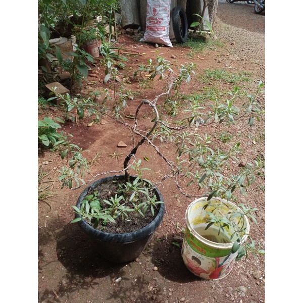 santigi karang bahan bonsai