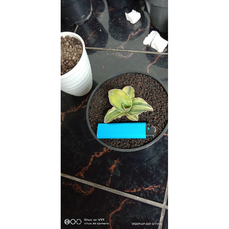 sansevera lavranos 95 varigata