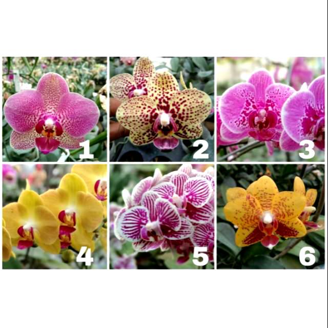 Dewasa - Anggrek Bulan MINI Siap Berbunga "tanaman mini"