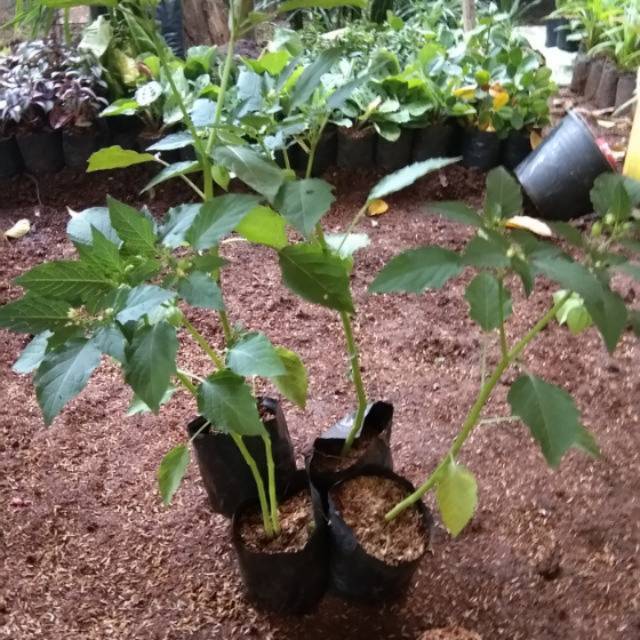 Tanaman cecenet /ciplukan