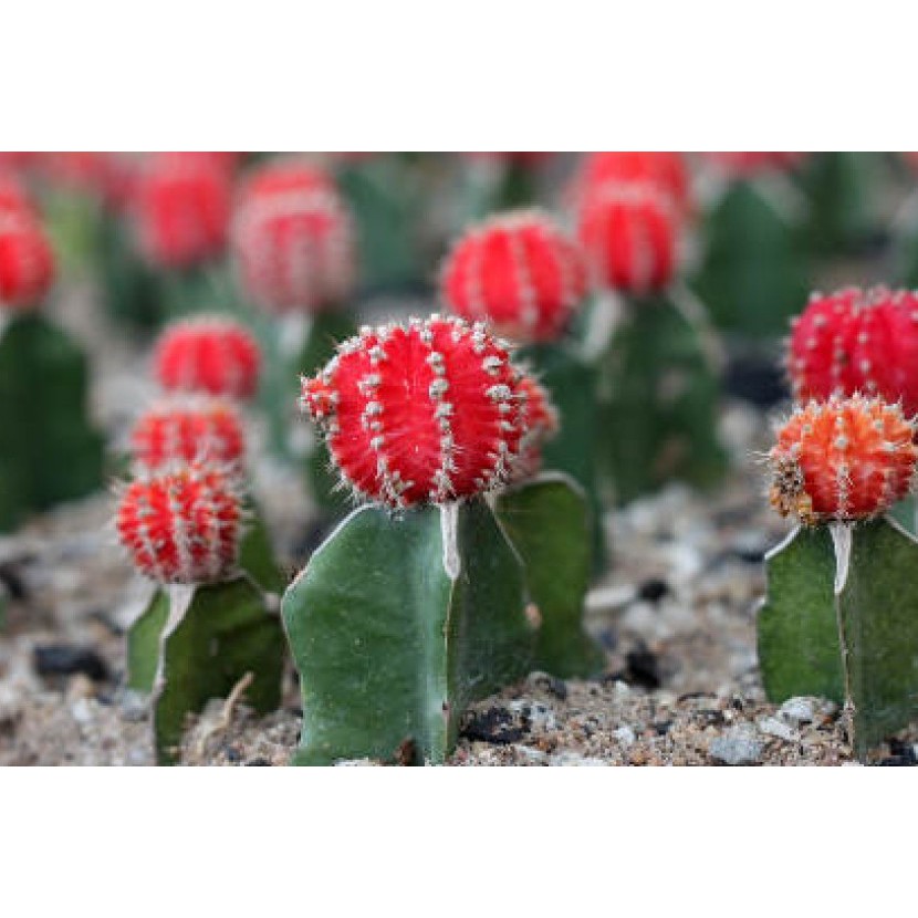 kaktus hias merah kaktus sukulen hiasan tanaman hidup asli dekorasi rumah dan taman
