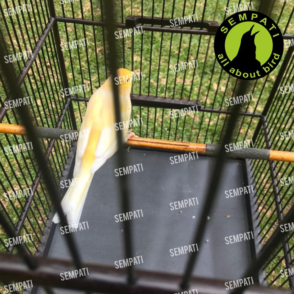 TANGKRINGAN SANGKAR BURUNG MURAI,KACER DAN KENARI KAYU JATI MERK SEMPATI